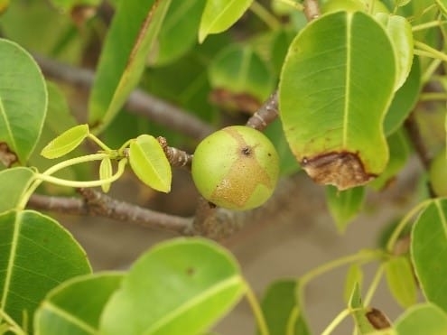 plant photo